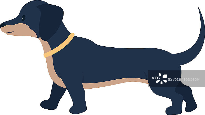 领养腊肠犬图片素材