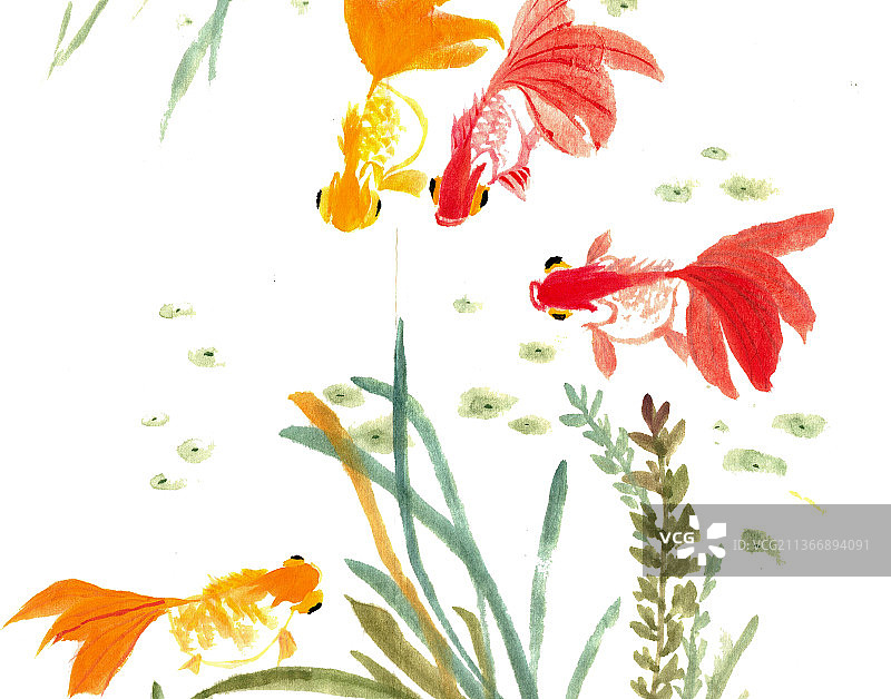 水中的金鱼图片素材