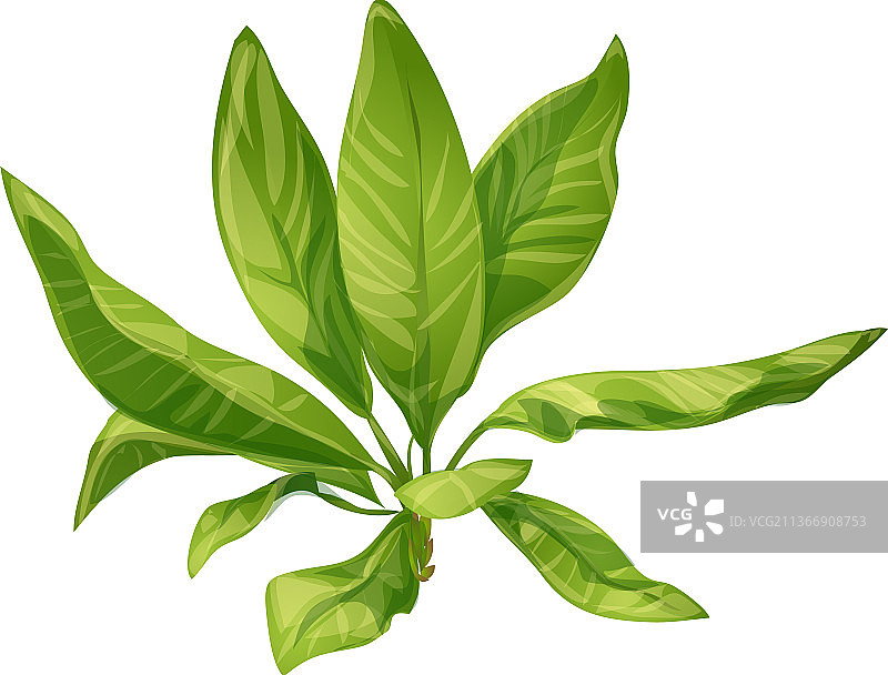 热带棕榈香蕉叶图标卡通图片素材