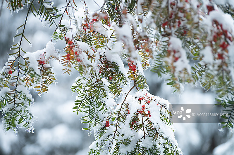 雪地里的红豆杉图片素材