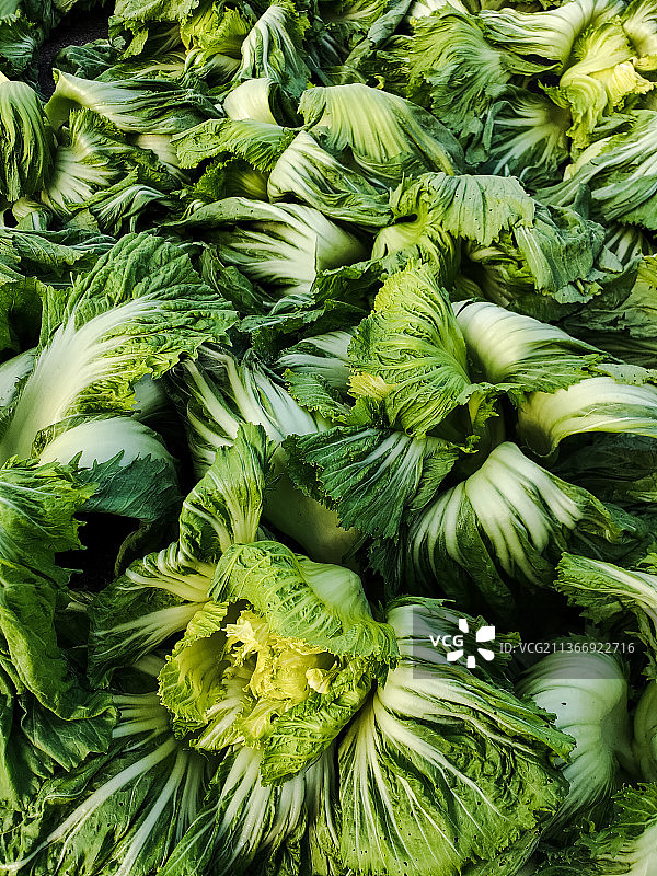 2022年冬天，正在晾晒做酸菜的芥菜图片素材