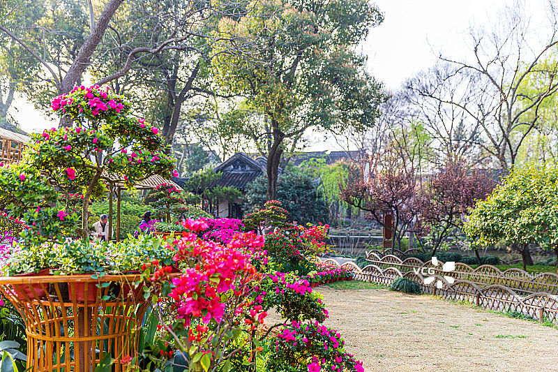 江苏苏州拙政园春季风光图片素材