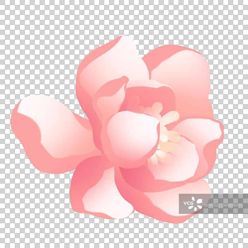 一朵娇嫩淡粉色的花，唯美卡通春季节气素材图片素材