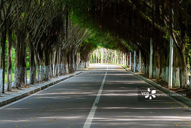 福建厦大嘉庚学院林荫道图片素材