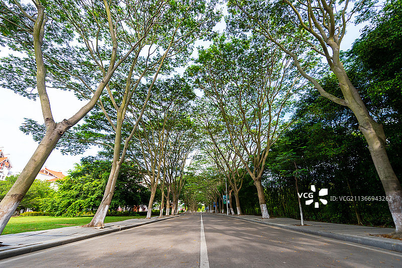福建厦大嘉庚学院林荫道图片素材