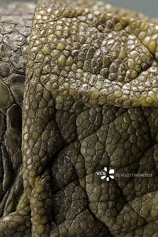 赫尔曼陆龟的颈部鳞片图片素材