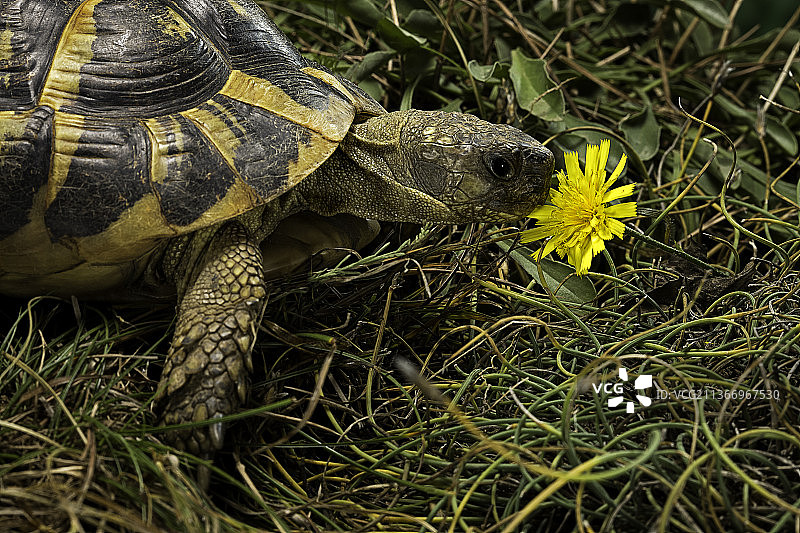 赫尔曼陆龟嗅花辨识图片素材