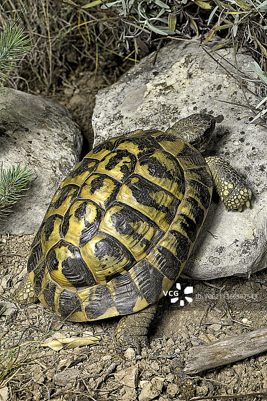 赫尔曼陆龟早晨日光浴图片素材