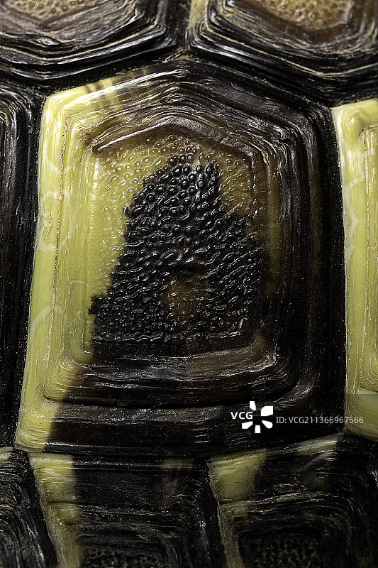 赫尔曼陆龟（2年龟龄）甲壳鳞片图片素材
