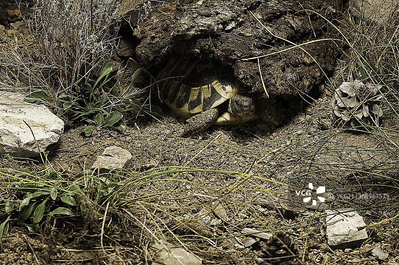 离开避难所的赫尔曼陆龟图片素材