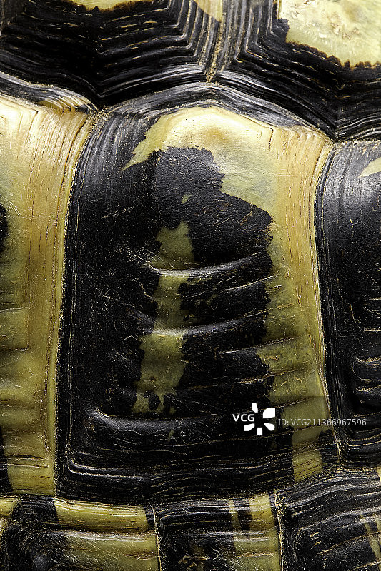 赫尔曼陆龟背甲鳞片图片素材