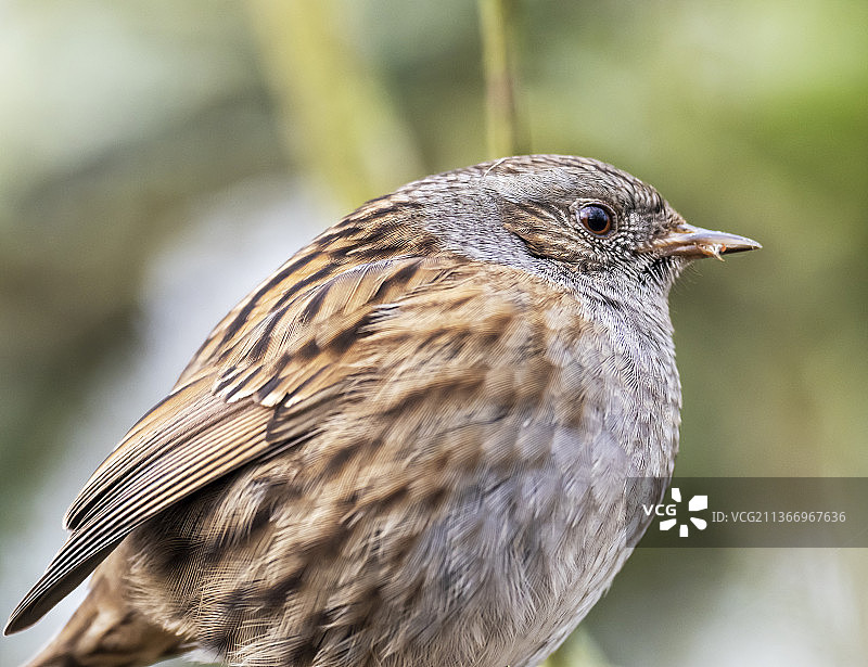 在英国湖区莱顿莫斯的一只欧歌鸲图片素材