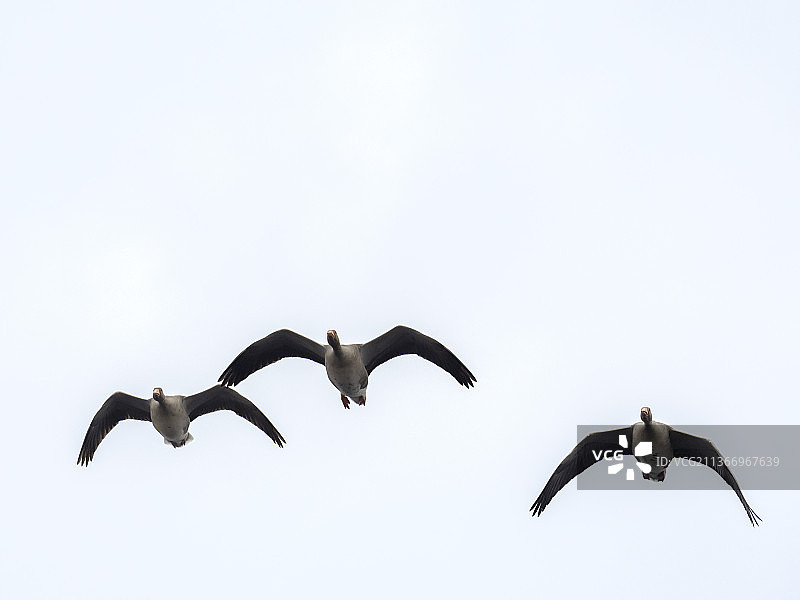 英国兰开夏郡莱顿莫斯湿地的灰雁图片素材