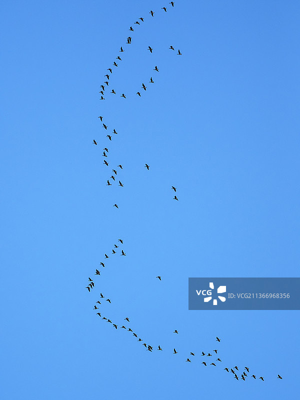 粉脚鹅，短嘴豆雁，飞越英国湖区安布尔赛德图片素材