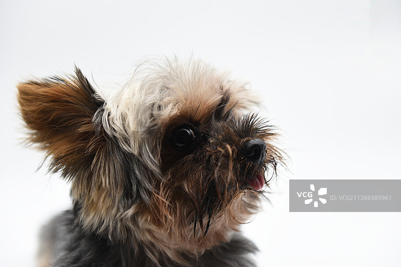 约克夏图片素材