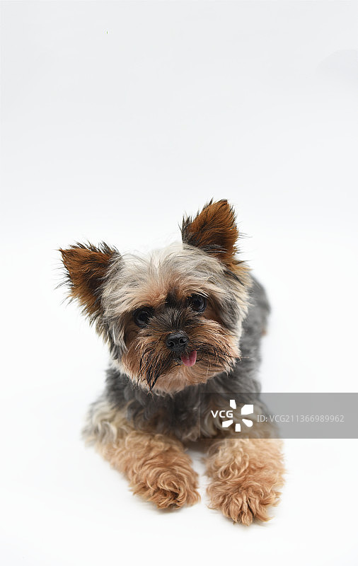 约克夏图片素材