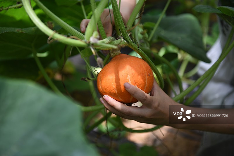 有机蔬菜南瓜图片素材
