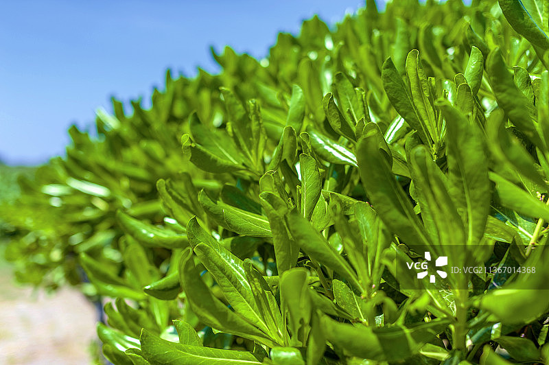 台湾海岸边生长的海桐科植物海桐的叶子图片素材