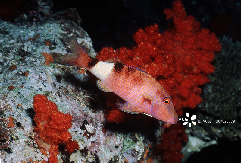 软珊瑚和马尼巴天竺鲷图片素材