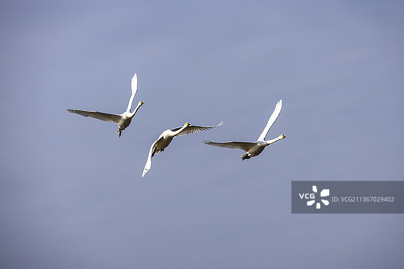 天鹅群飞图片素材