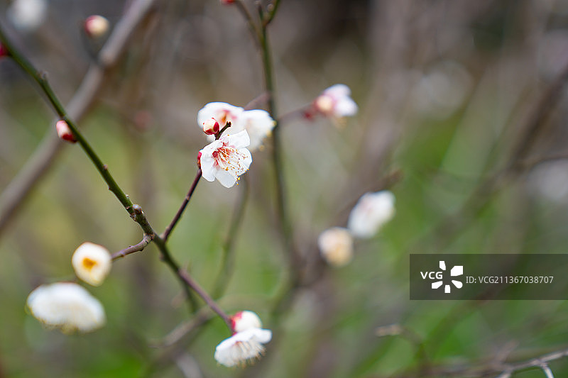 冬天白梅花图片素材