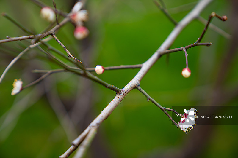 冬天白梅花图片素材