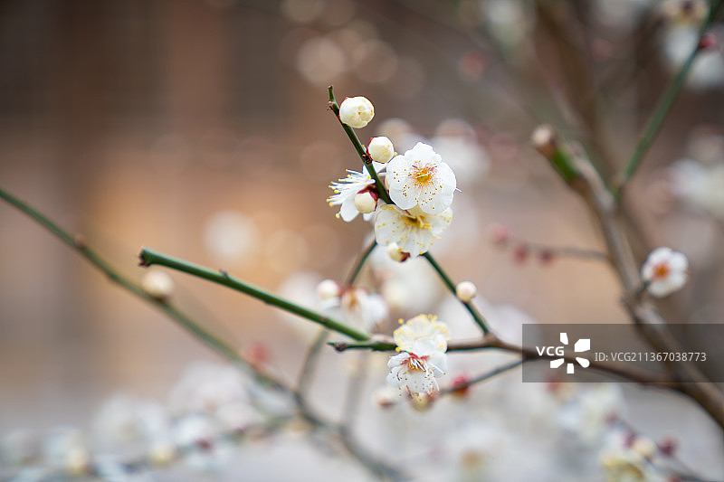冬天白梅花图片素材