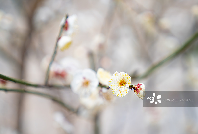 冬天白梅花图片素材