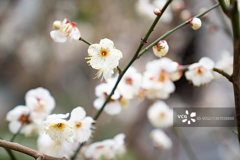 冬天白梅花图片素材