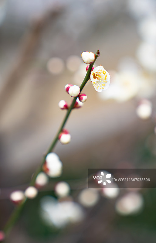 冬天白梅花图片素材