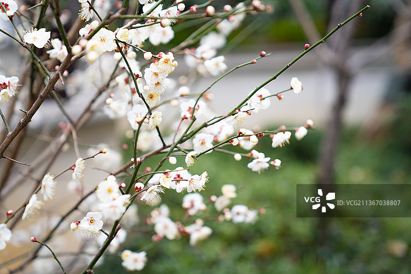 冬天白梅花图片素材
