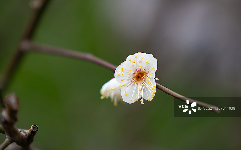白梅花图片素材