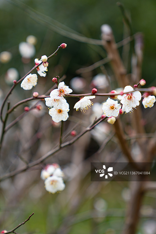 白梅花图片素材