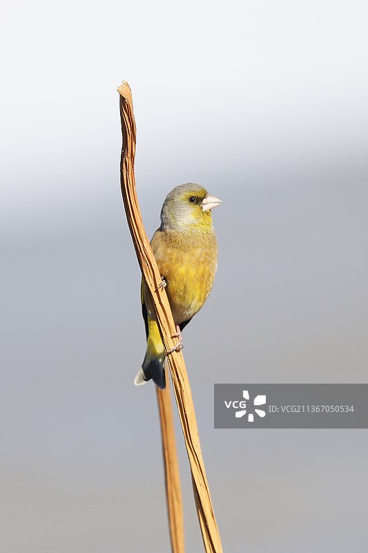 金翅雀图片素材