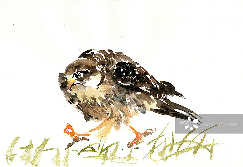 奔走的幼鹰图片素材