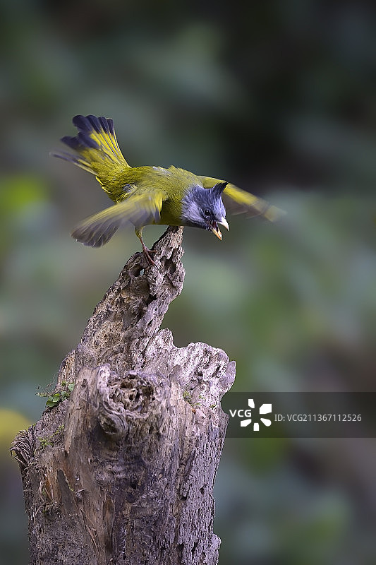 貌似猛虎下山图片素材