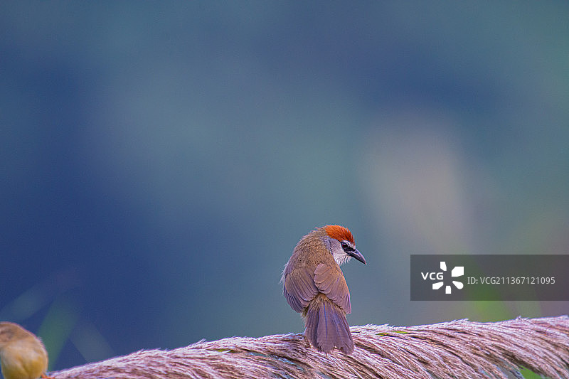 红顶鹛图片素材