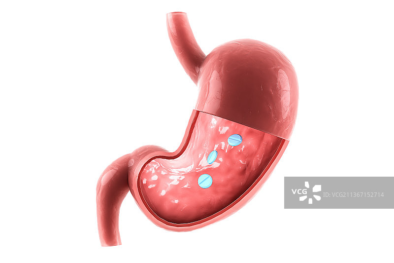 3D渲染的人体胃部结构图片素材