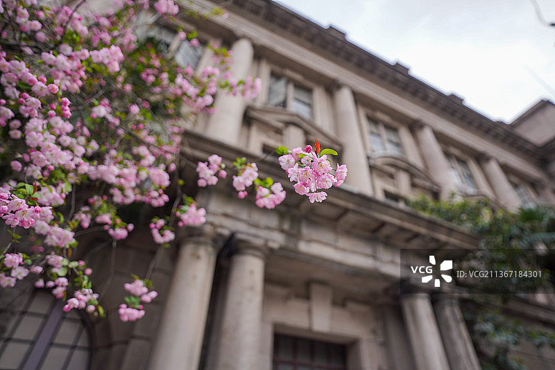 上海汉口路老建筑门外樱花春季开放图片素材