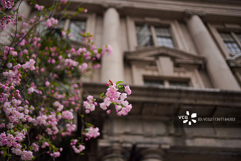 上海汉口路老建筑门外樱花春季开放图片素材