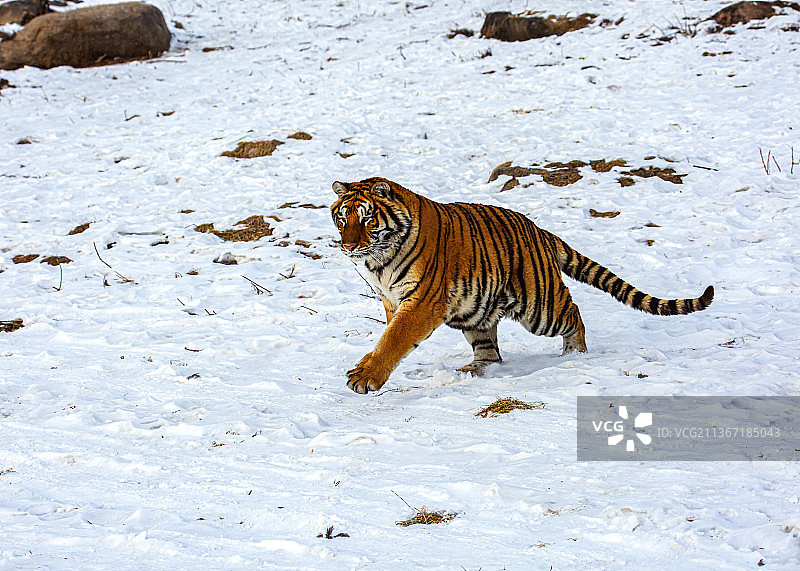 东北虎图片素材