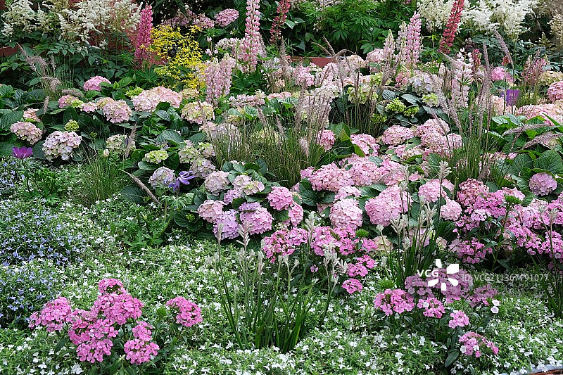 深圳迎春花市鲜花景观背景图片素材