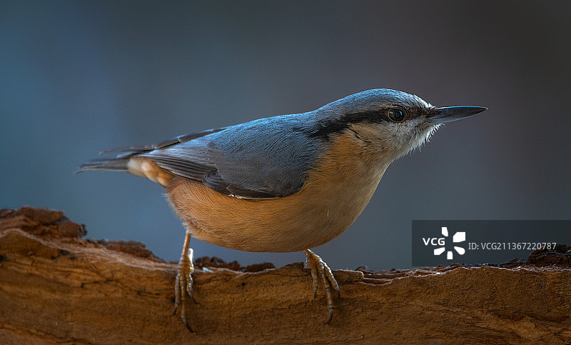 紧张的目光：近距离拍摄栖息在木头上的小图片素材