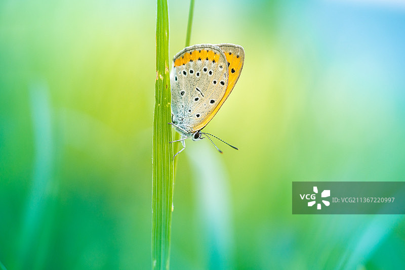 蝴蝶，植物上蝴蝶的特写图片素材