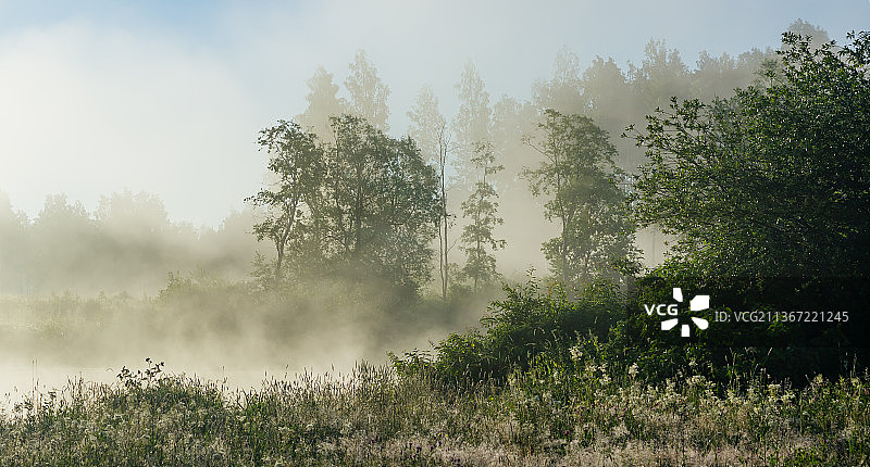 爱沙尼亚塔尔图河边的清晨雾气，田野上的树木图片素材