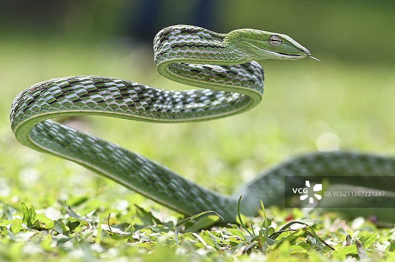 舞动的蛇，原产地贝卡西丽晶的藤蛇特写镜头，印度尼西亚图片素材