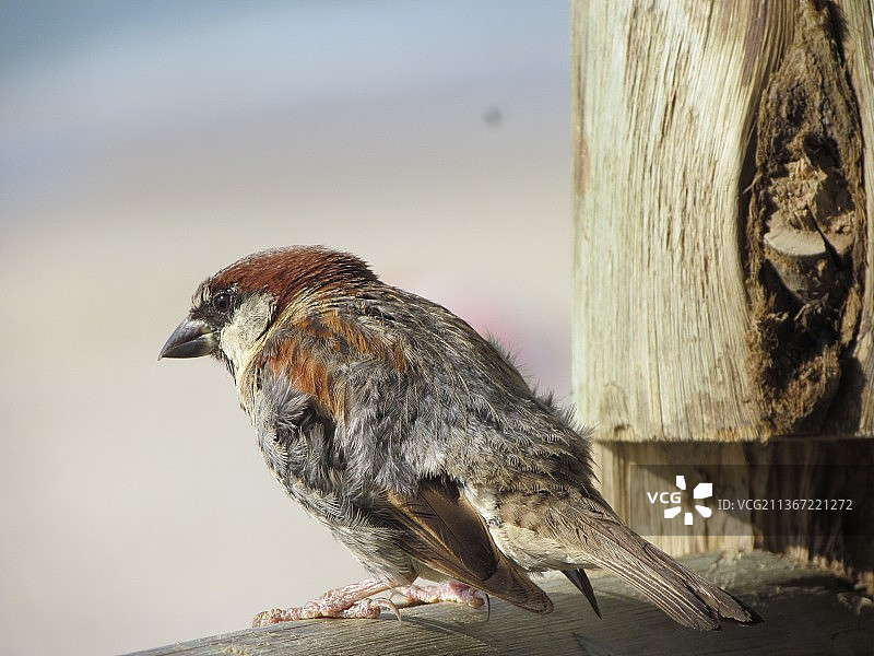 栖息在木头上的鸟儿特写图片素材