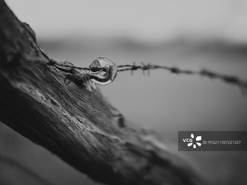 铁丝网特写图片素材