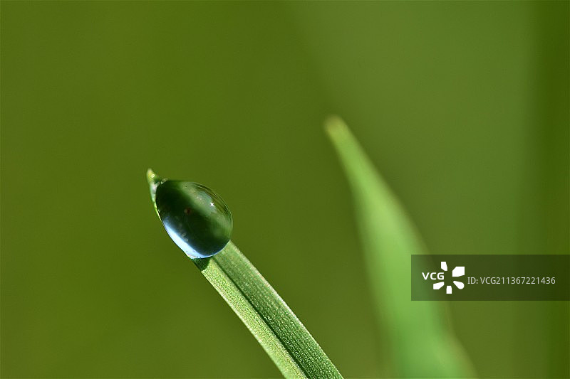 绿草叶片上的露珠，绿色背景虚化图片素材