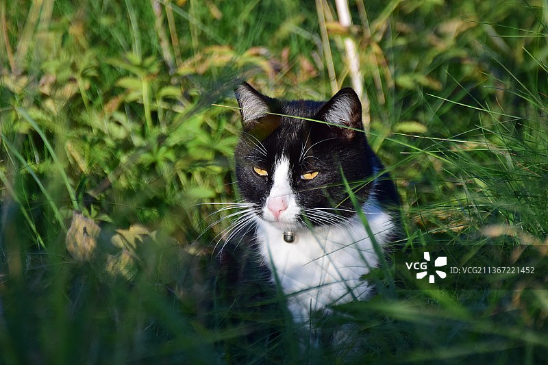 草丛中的黑白猫图片素材